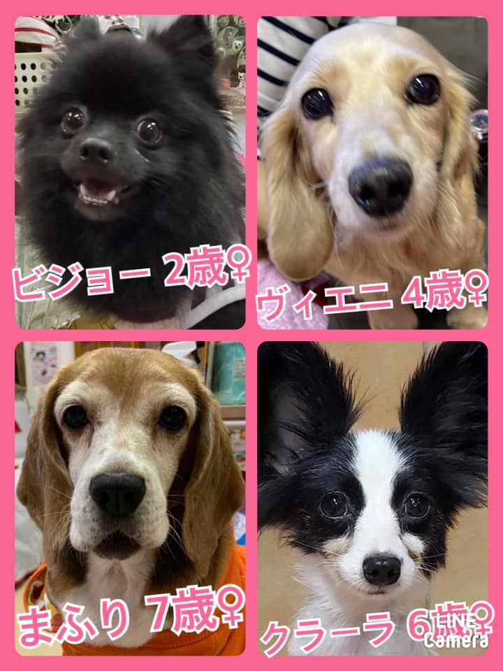 🐾今日の里親様募集中ワンコ🐶メンバーです🐾2021,11,7